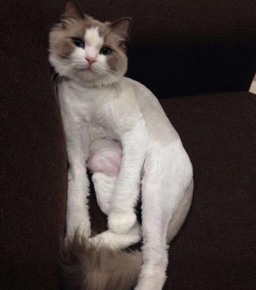 如何在家给猫剃毛