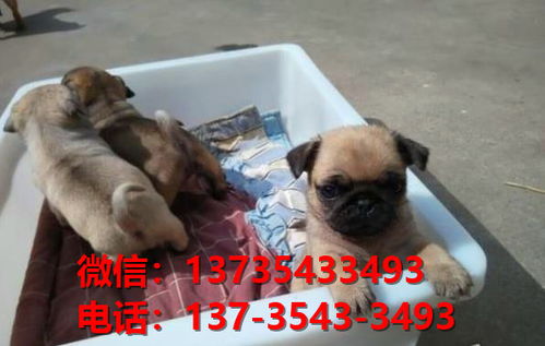 昆明哪有狗市