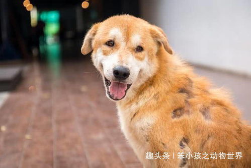 狗狗到家多久驱虫最好