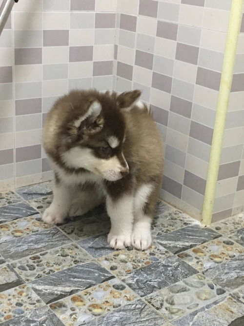 阿拉斯加的毛不蓬松