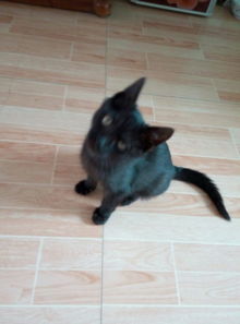 猫多大驱虫打针