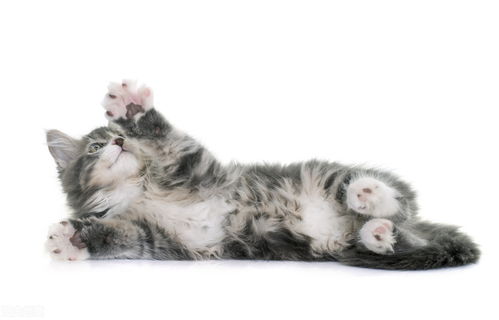 猫疫苗会导致猫死亡吗