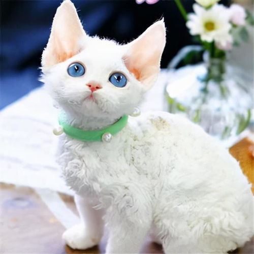 德文卷毛猫优点缺点