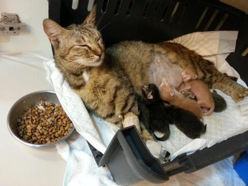 猫分娩的过程