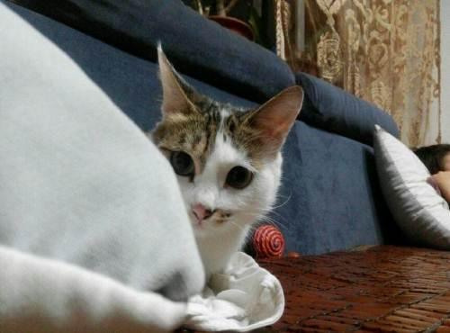 小猫多久领养一次