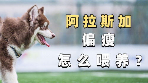 阿拉斯加狗粮推荐