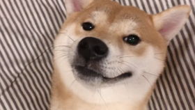 幼犬输液过量的反应