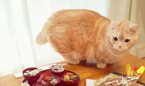 给猫自制猫粮都做什么