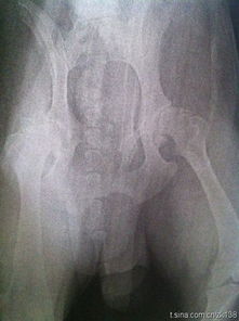 犬骨骼关节结构