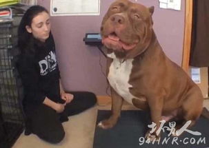 比特犬电影有几部