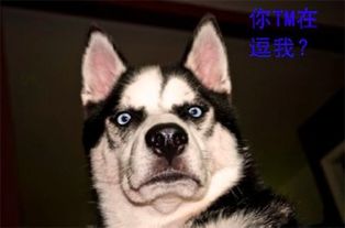 狗狗摔伤后有什么反应