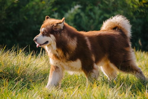 介绍阿拉斯加犬