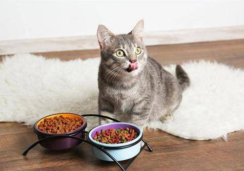 防止猫咪掉毛的猫粮