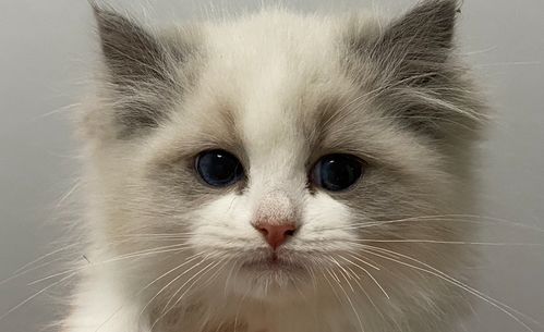 布偶猫品相怎么看标准