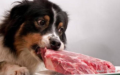 吃啥能让狗狗长肉