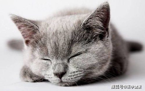 猫白血病可以治愈吗