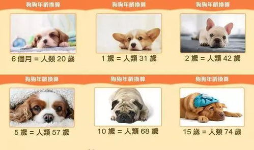 狗的年龄怎么算排列表