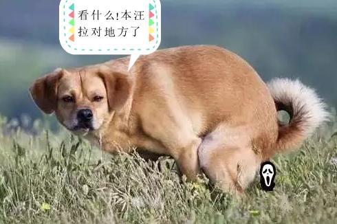 溜完狗狗多久可以吃饭