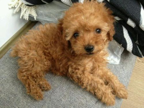 贵宾犬几个月剃胎毛