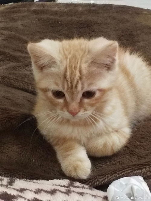 美短公猫的体重
