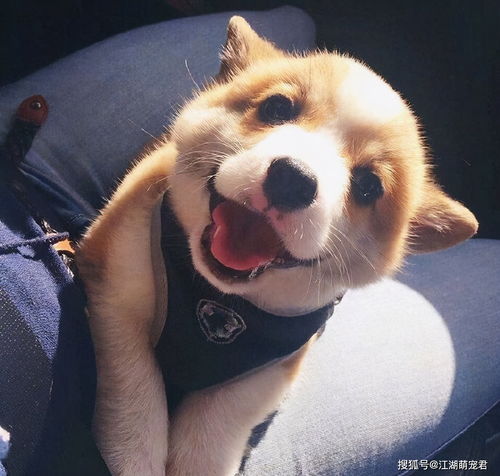狗狗嘴边毛发红是什么原因造成的