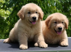 哪里有卖金毛犬幼犬
