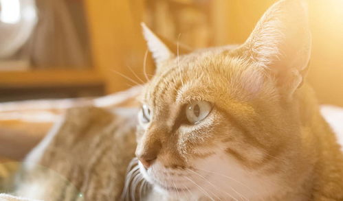怎么给猫做湿猫粮
