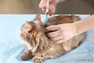 猫要注射哪些疫苗