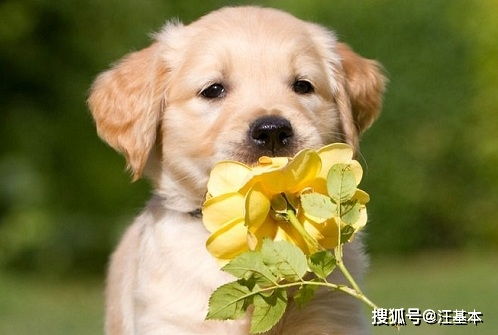 狗狗驱虫药用了多久会有效果