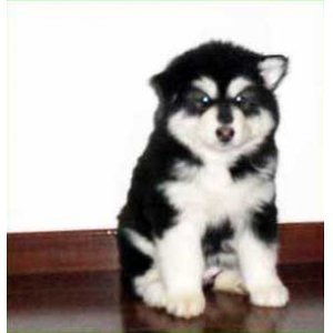 阿拉斯加犬的特征