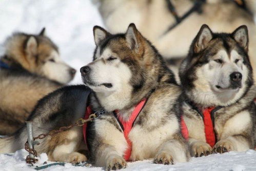 阿拉斯加雪橇犬来自哪个国家