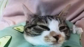 猫绝育后食欲变差