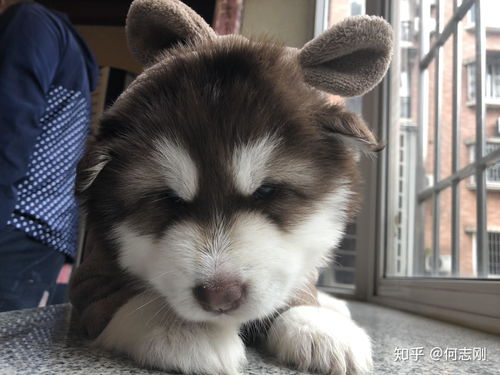 阿拉斯加犬睡觉时间