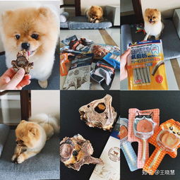 狗零食哪种好