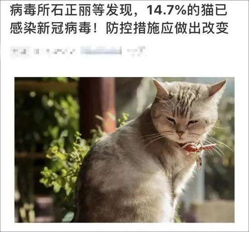 猫会传染人嘛