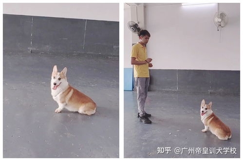 学训犬以后怎么样