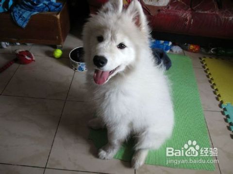 萨摩耶幼犬注意事项