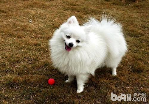 博美犬几个月大尾巴才会开花