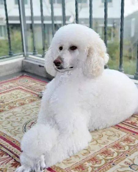 贵宾犬有哪几种类型