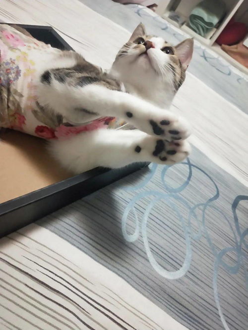 母猫绝育会变胖嘛