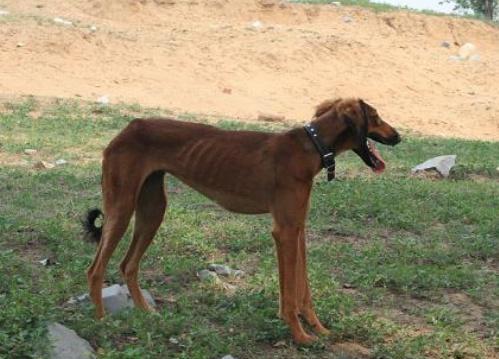 狩猎犬的种类及名称