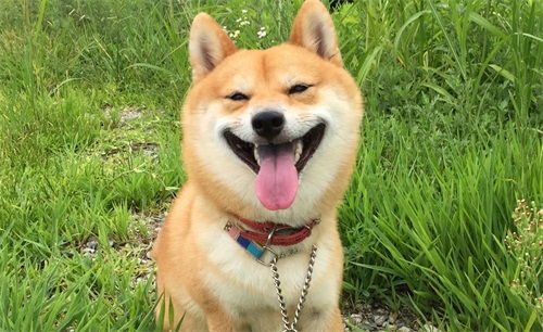 柴犬食欲不好呕吐
