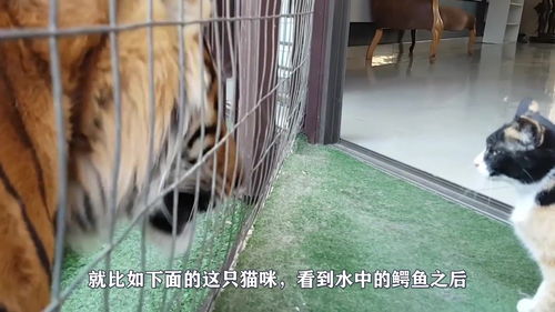 小狗腿骨折的症状