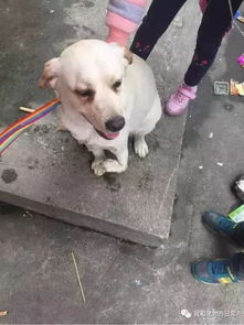 狗狗的腿骨折了要多少天才会好呢-