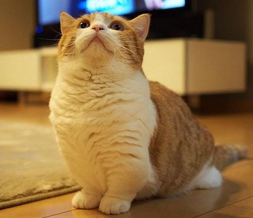 曼赤肯猫出生于哪里