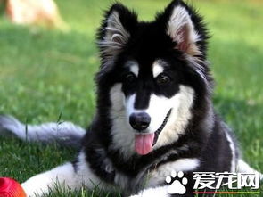 阿拉斯加犬的颜色有几种颜色