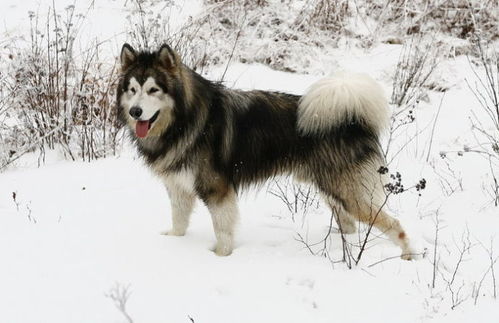 阿拉斯加雪橇犬介绍