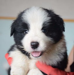 牧羊犬小时候吃啥