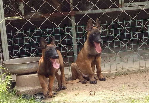东德幼犬吃什么食物