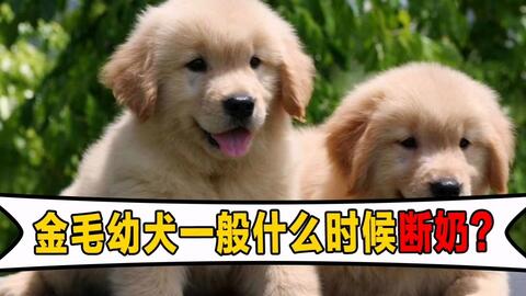 狗狗一般多久断奶